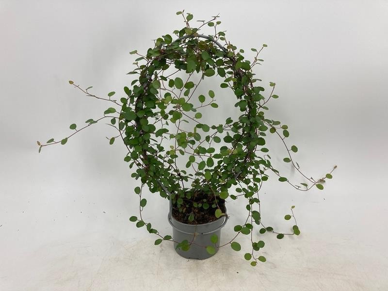 MUEHLENBECKIA COMPLEXA, D 11