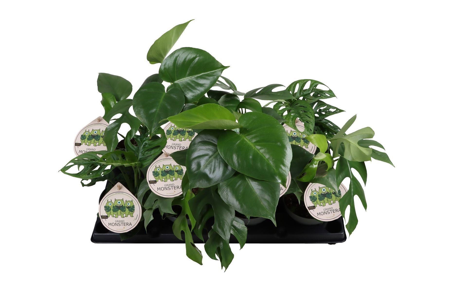 Monstera Mix 12cm, D 12