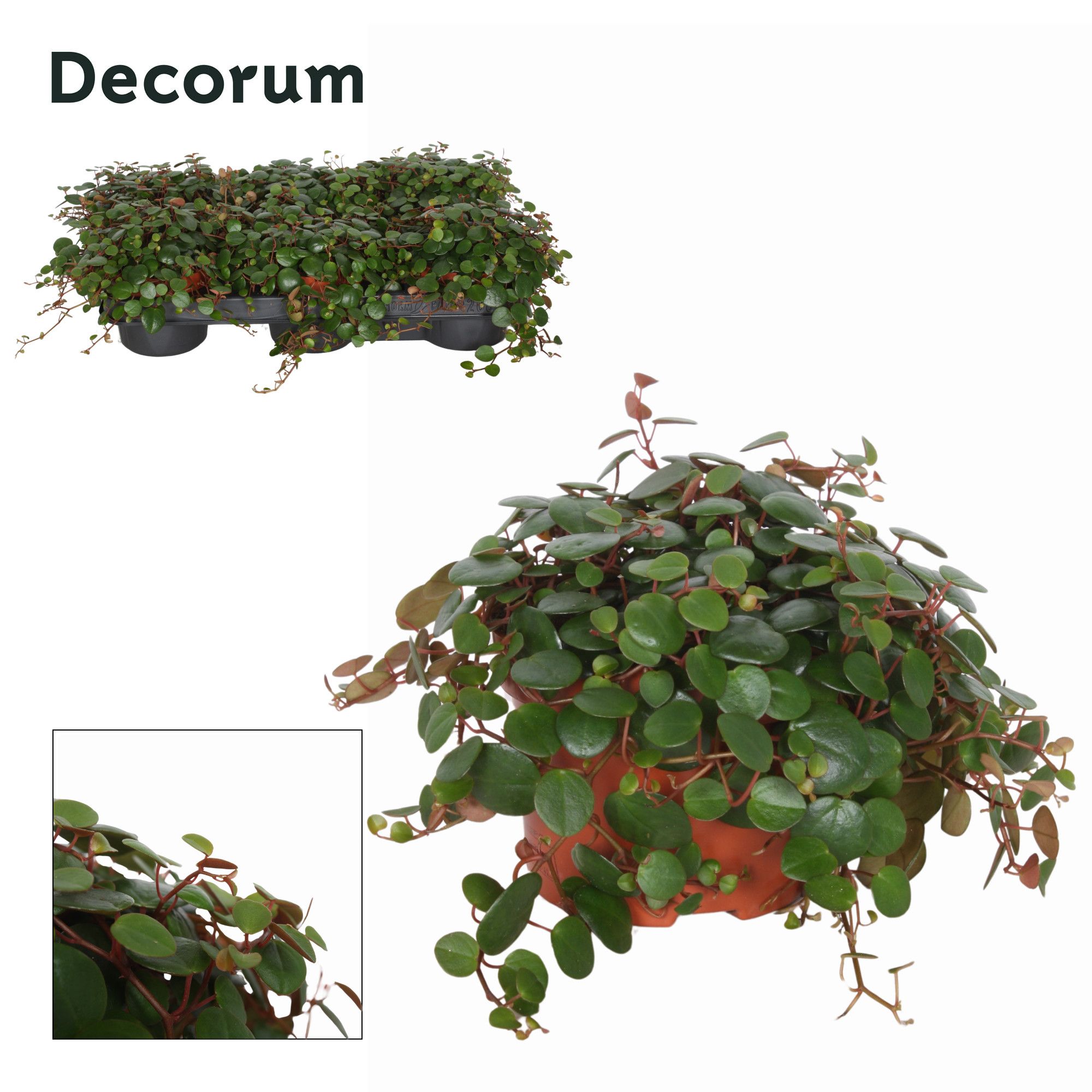 Peperomia Pepperspot 10,5 cm, D 10,5