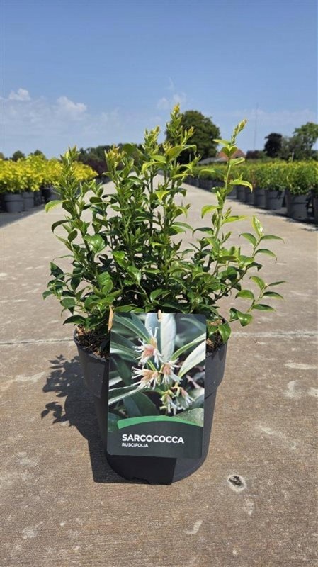 Sarcococca ruscifolia, D 40