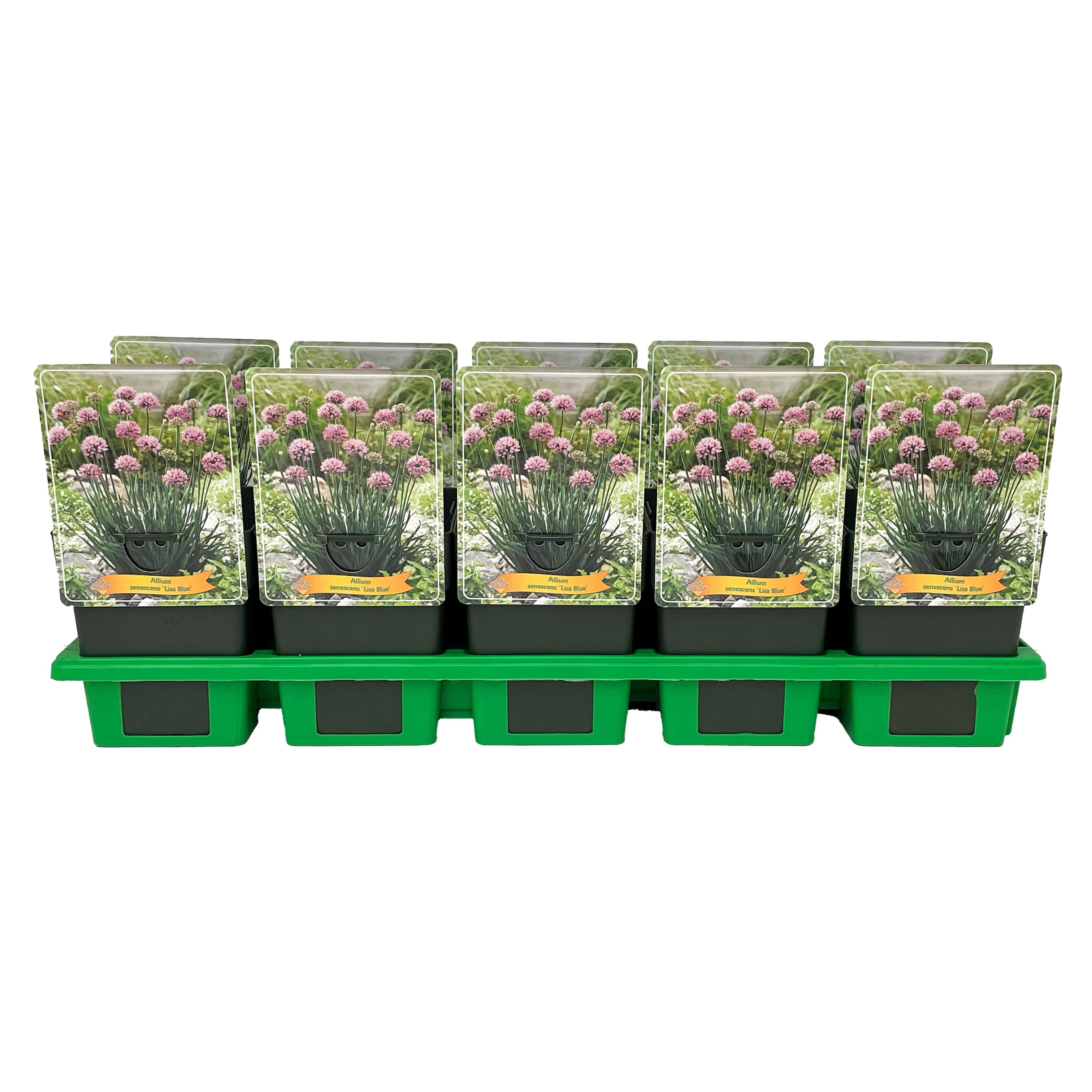 Allium senescens 'Lisa Blue' P11, D 11