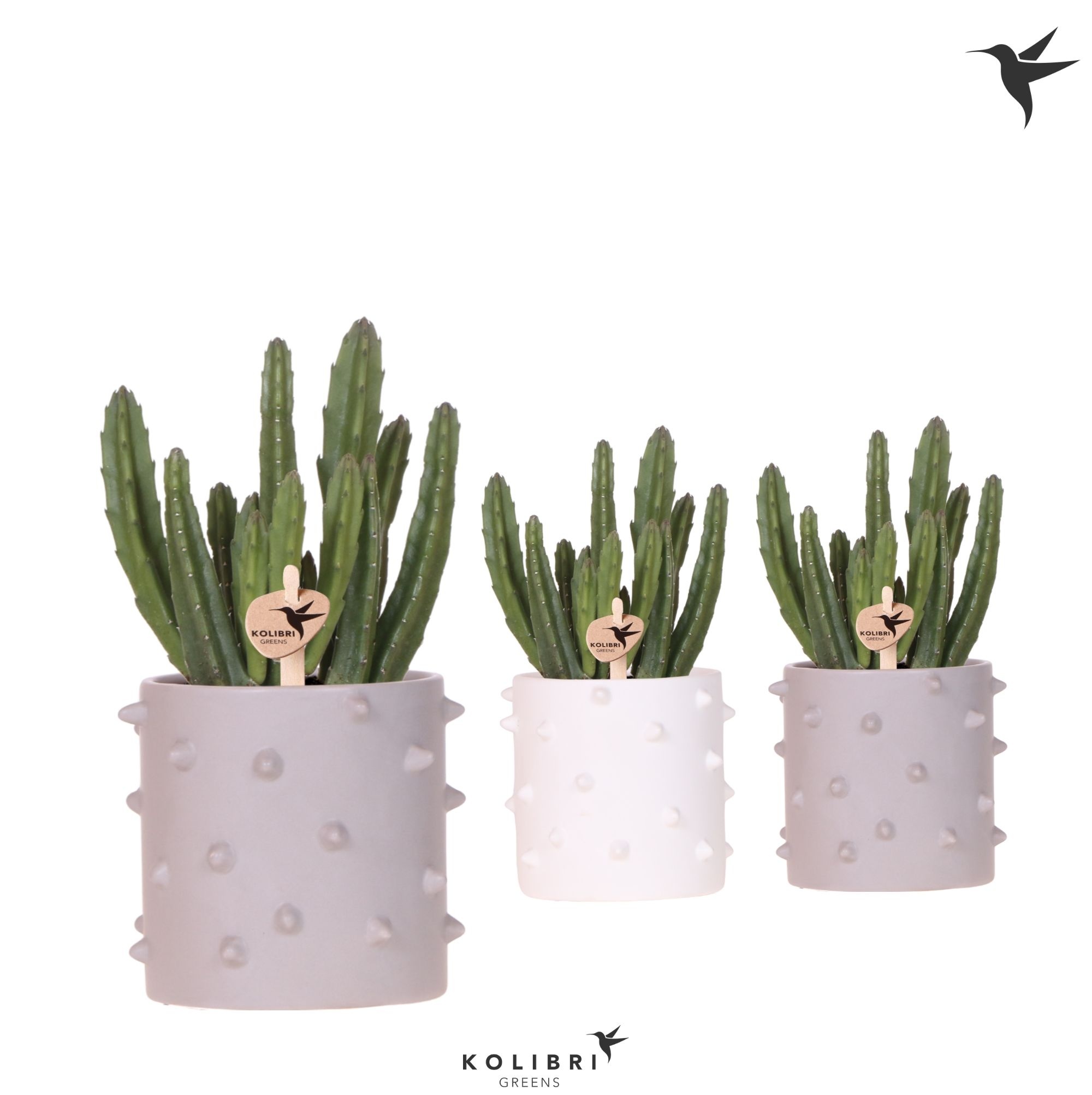 Kolibri Greens Stapelia Leendertziae in Spike pot mix, D 9