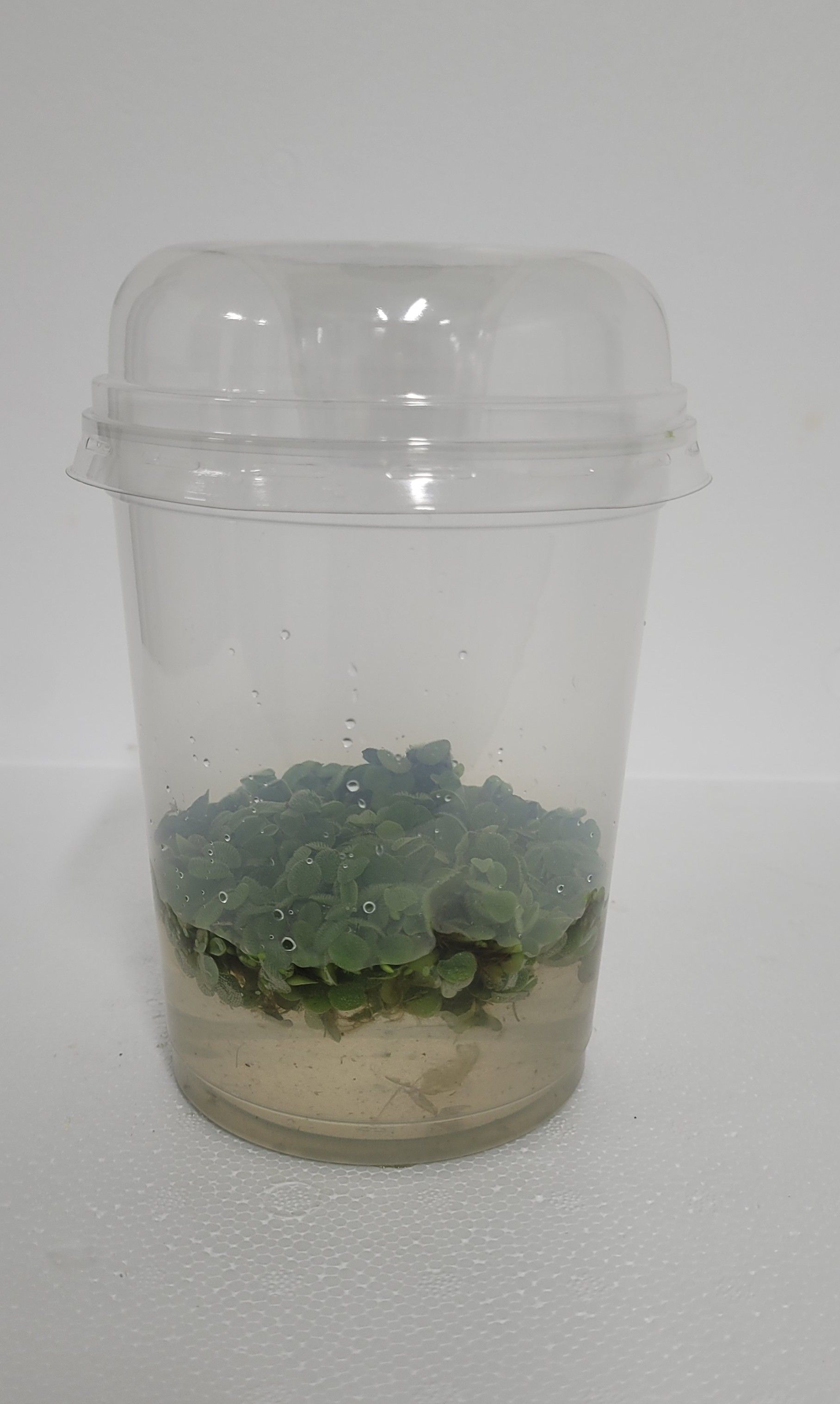 490-Salvinia minima met deksel, D 12