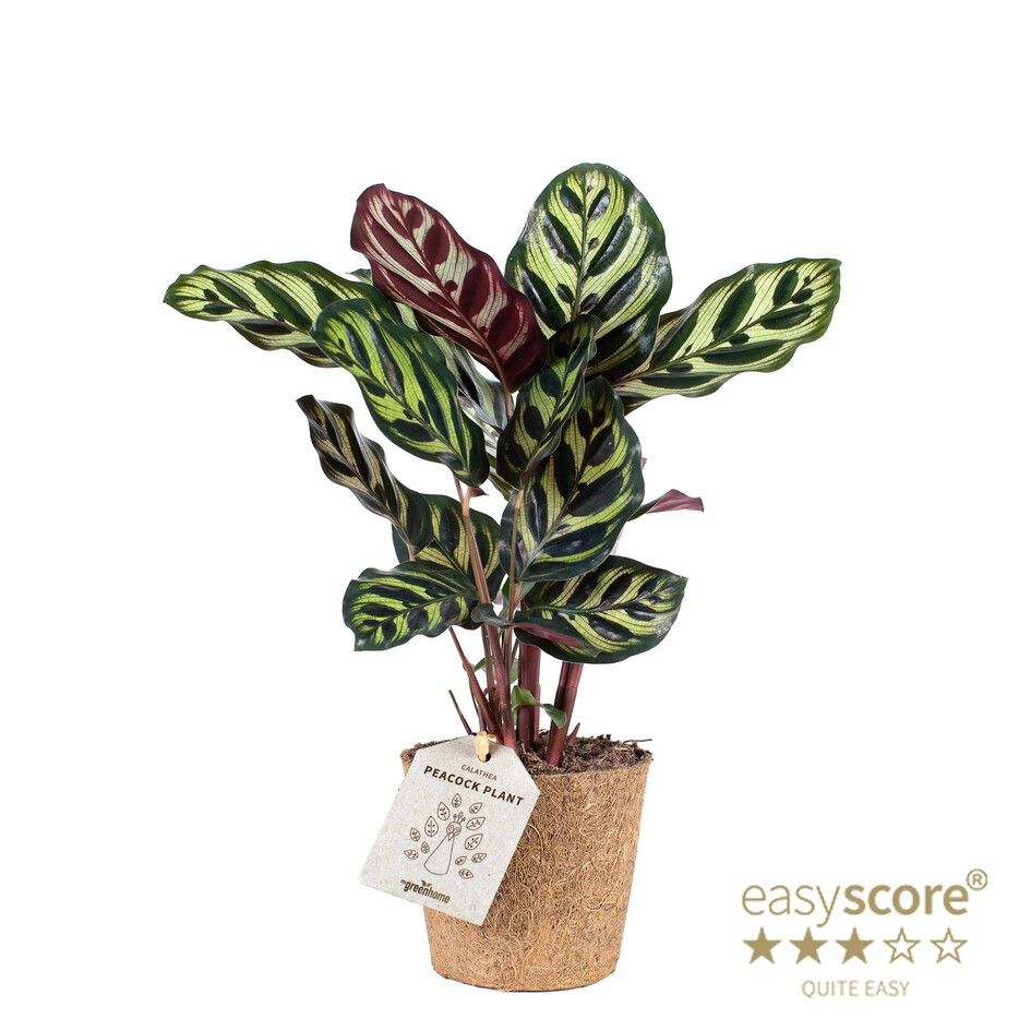 Calathea ´Makoyana´ - COCOZ, D 11