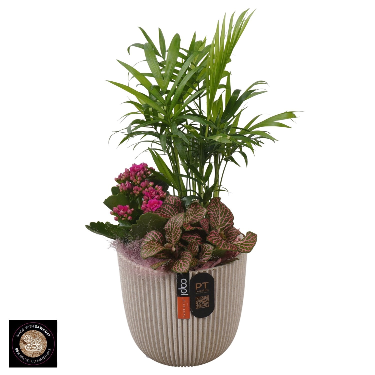 PTIB5212 Arrangement Indoor in capi pot, D 13