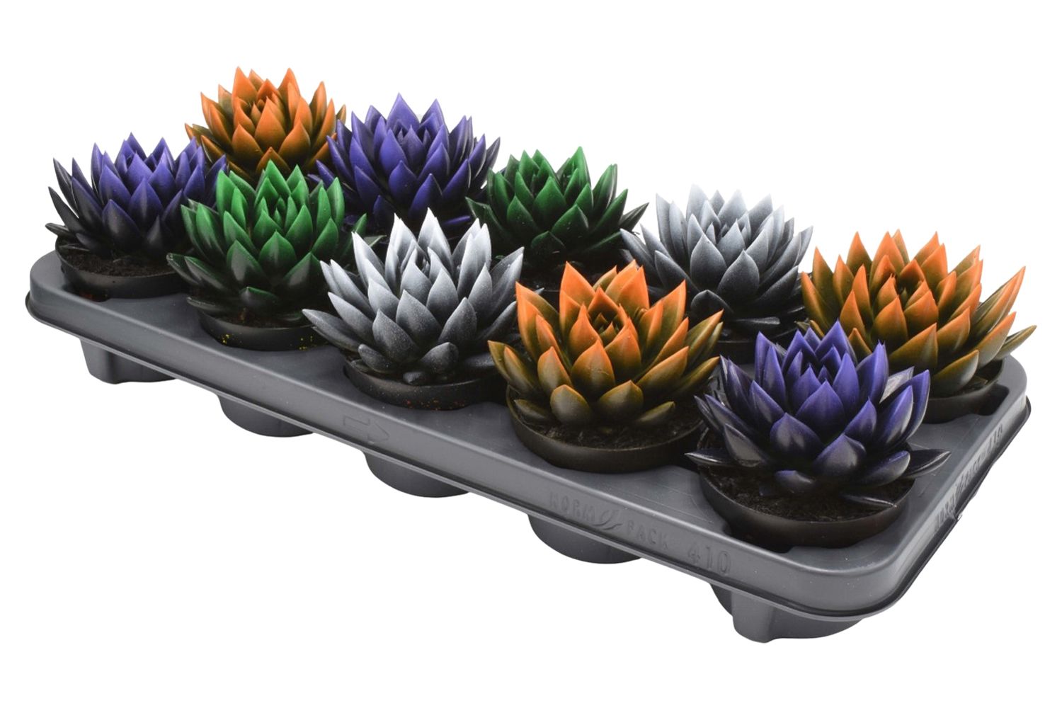 Miranda bicoloured Halloween mix, D 10,5