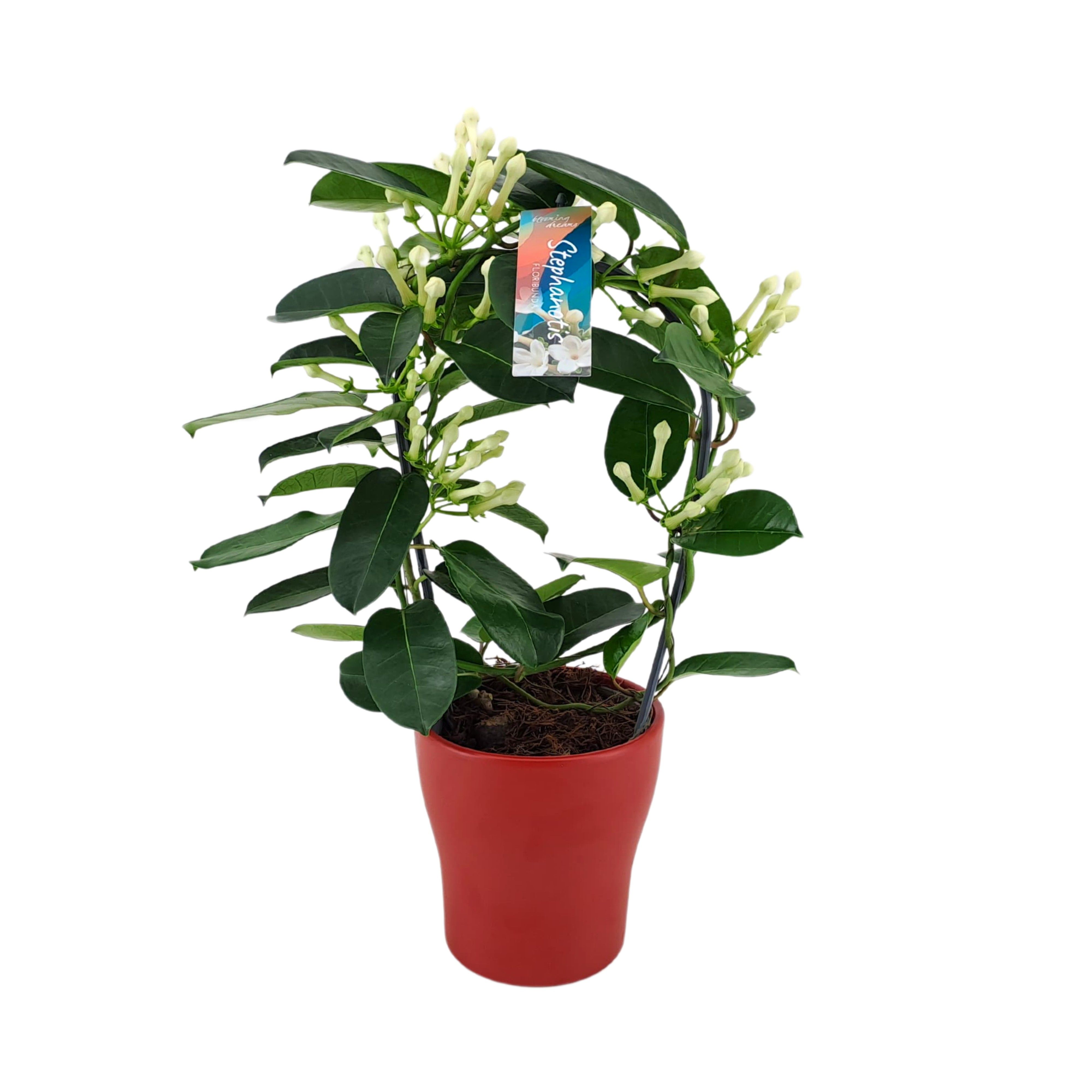 Stephanotis 7-8 tros boog keramiek Anna rood p13, D 13