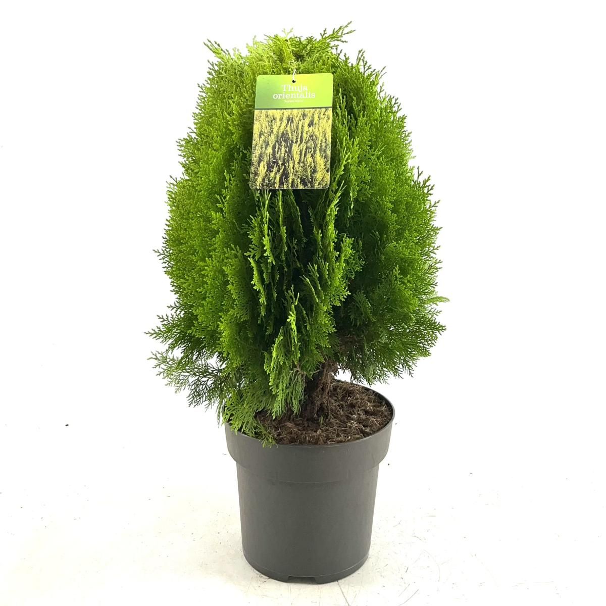 Thuja occ. 'Aurea Nana', D 26