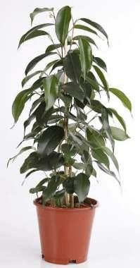 FICUS BENJAMINA 'DANIELLE', D 12