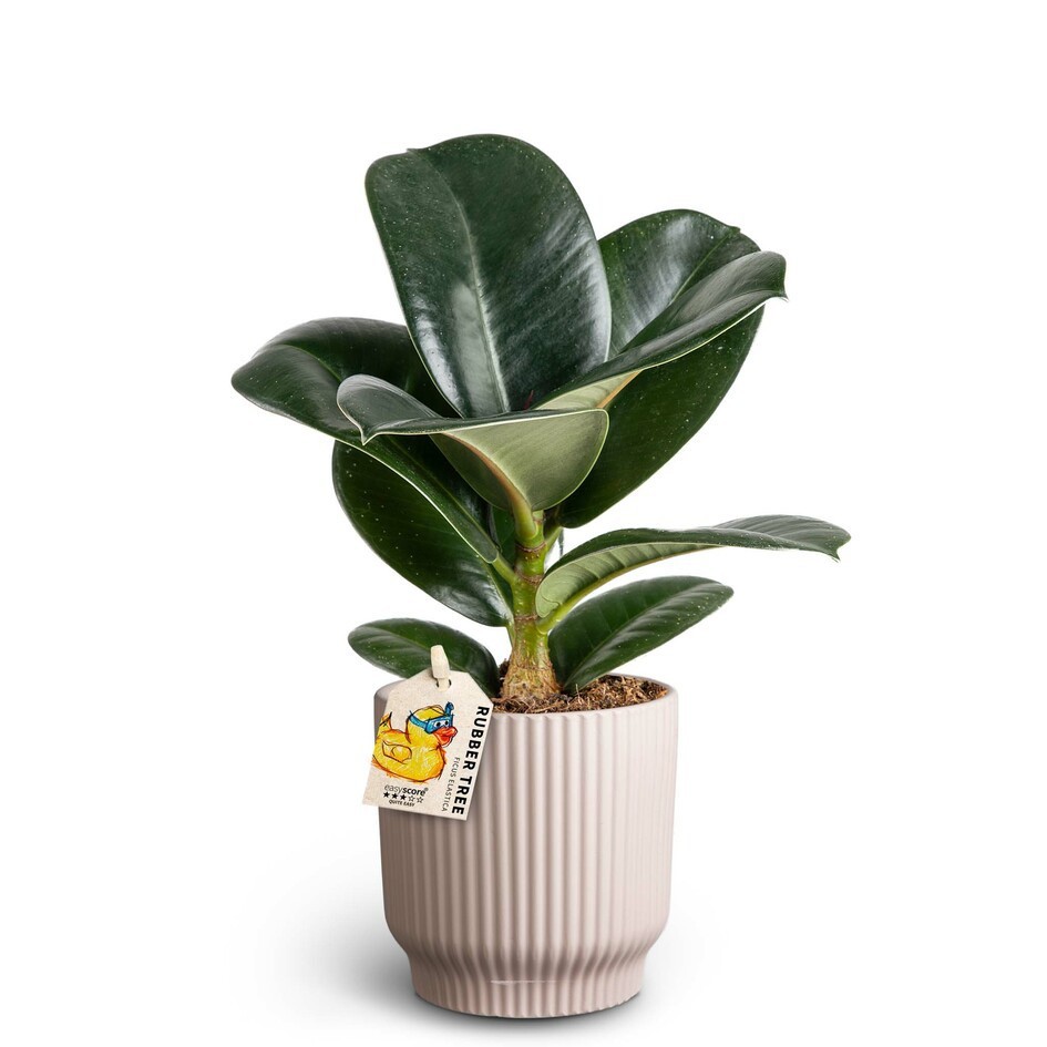 Nordic Lillac, Ficus elastica Sofia, D 10