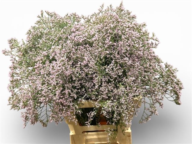 Лимониум Мистер Сильвер Пинк 60, шт.