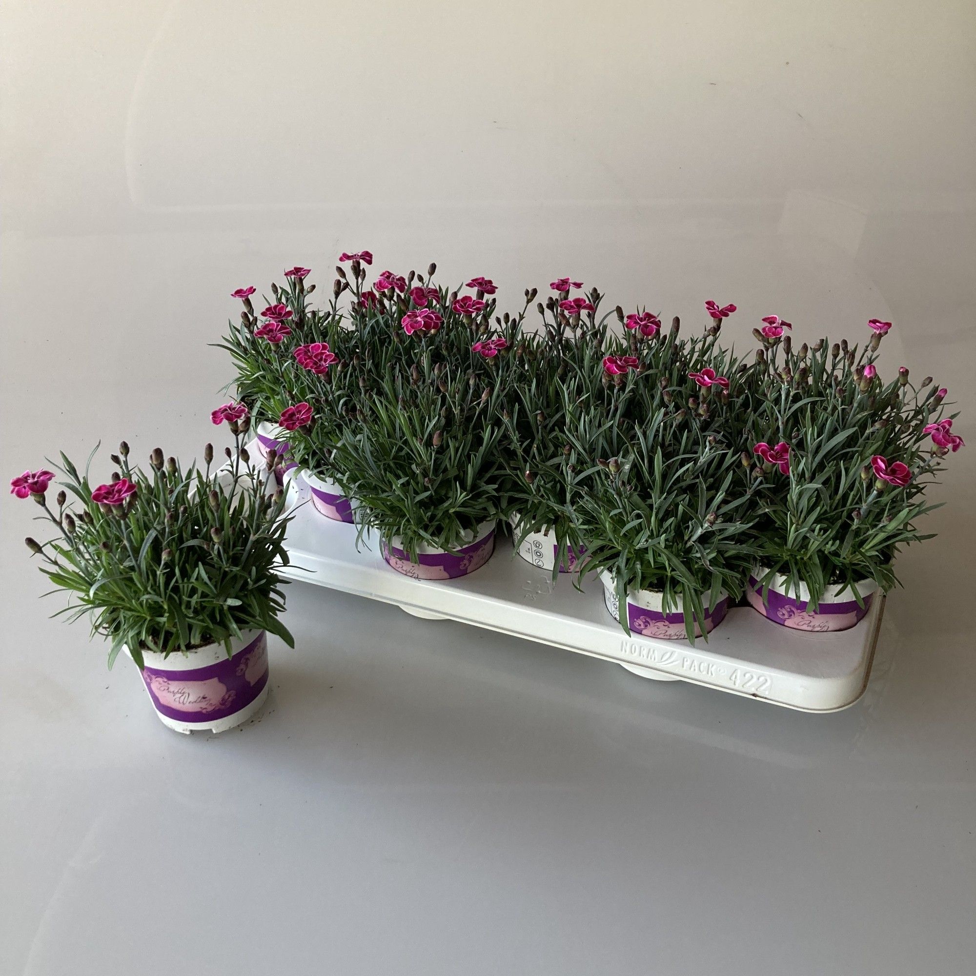 Dianthus Purple Wedding, D 10,5