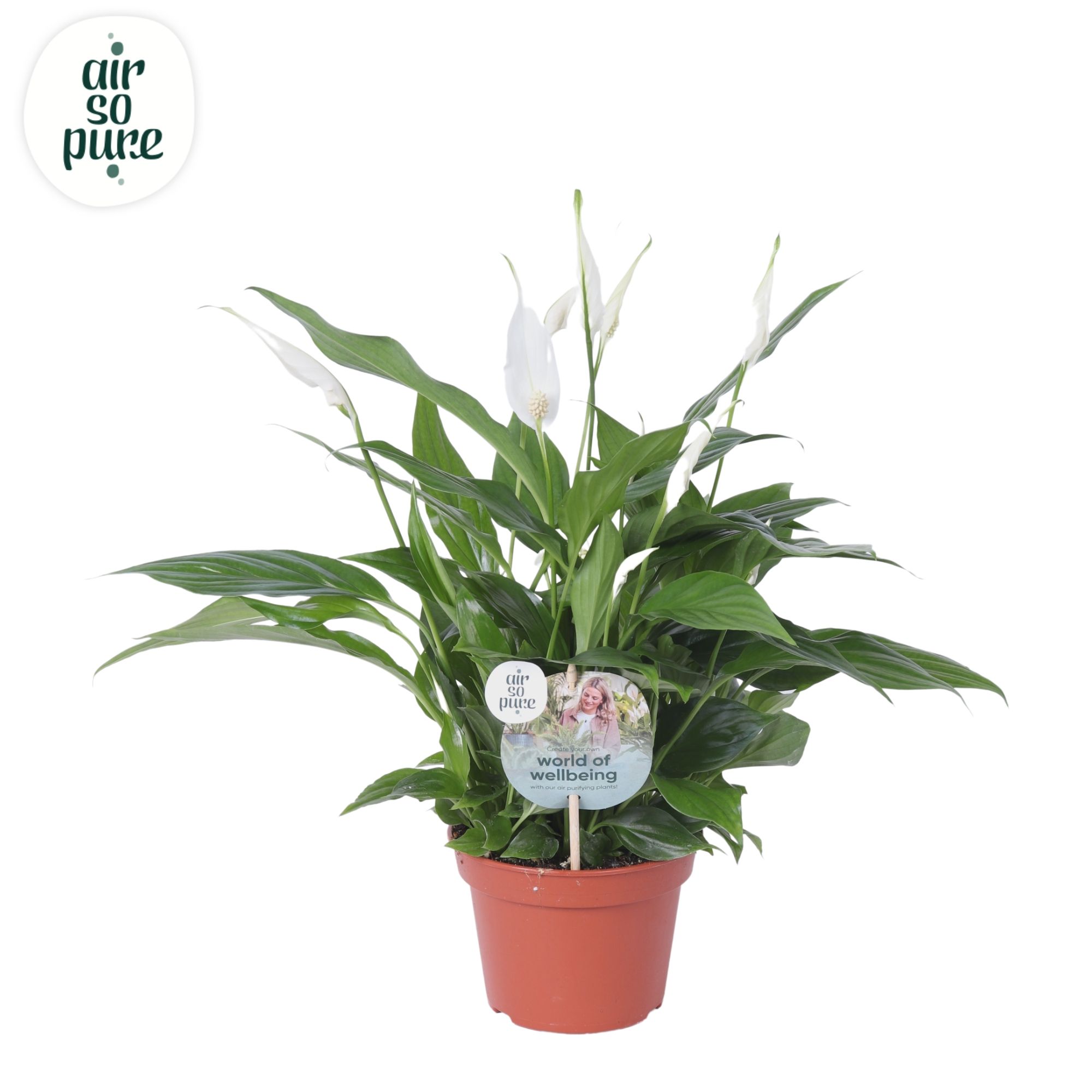 Air So Pure - Spathiphyllum Pearl 15cm, D 15