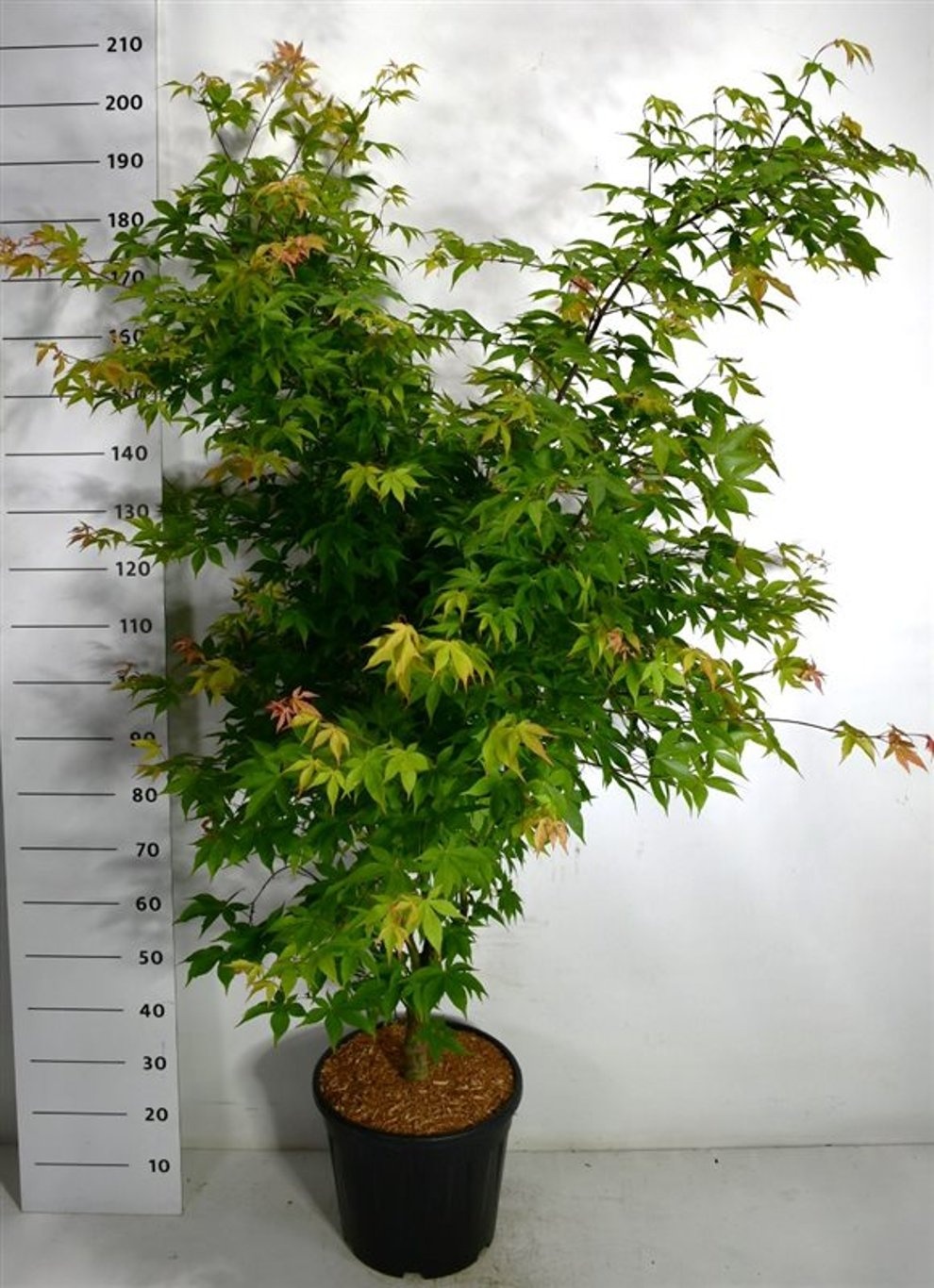 Acer pal. 'Osakazuki', D 38