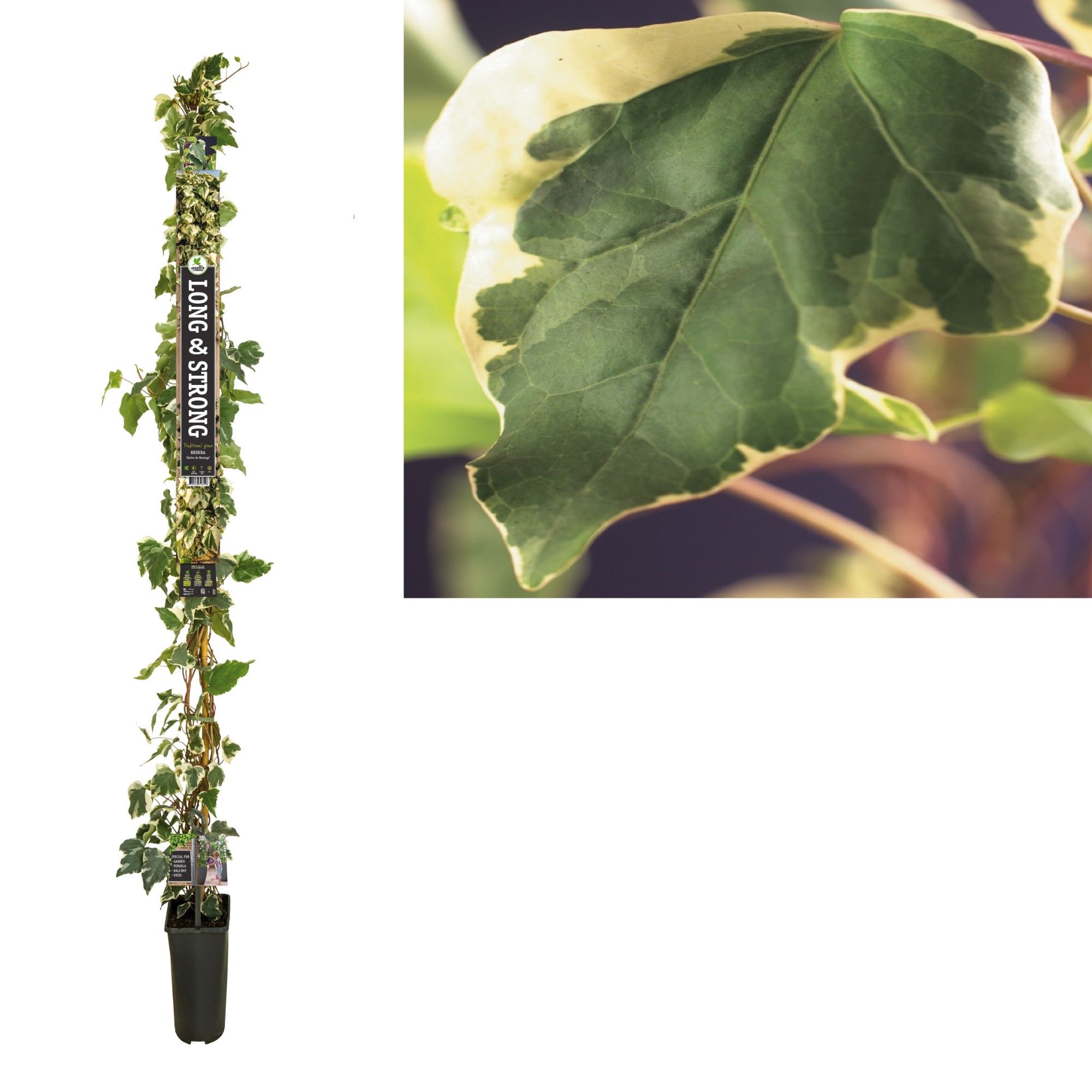 Hedera 'Gloire de Marengo' +Long & strong label, D 23