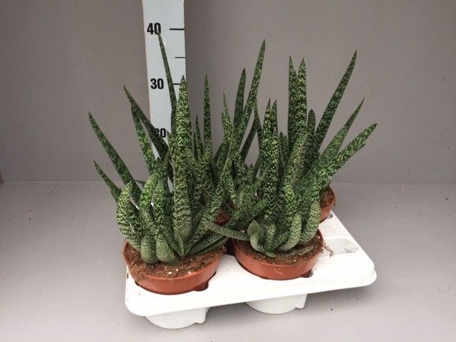Gasteria verrucosa, D 15