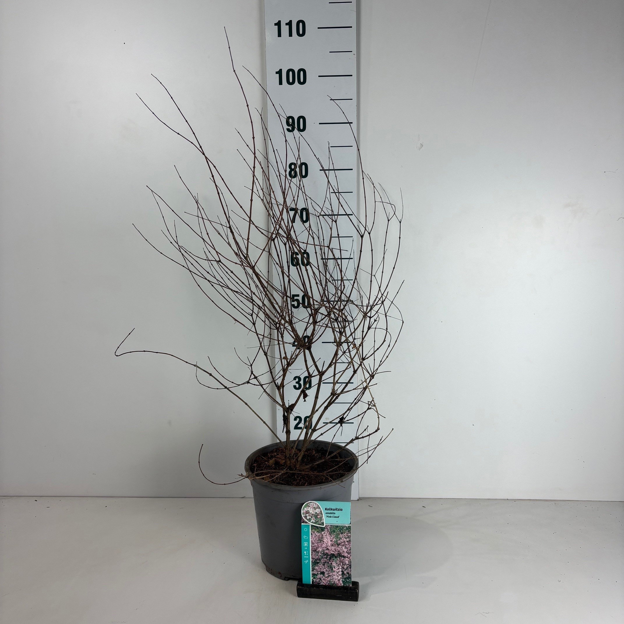 Kolkwitzia amabilis Pink Cloud, D 24