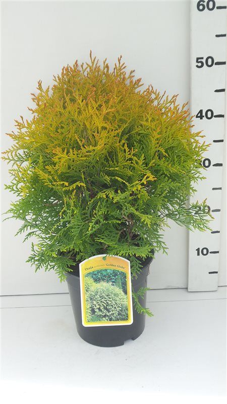 Thuja occ. 'Golden Globe', D 19