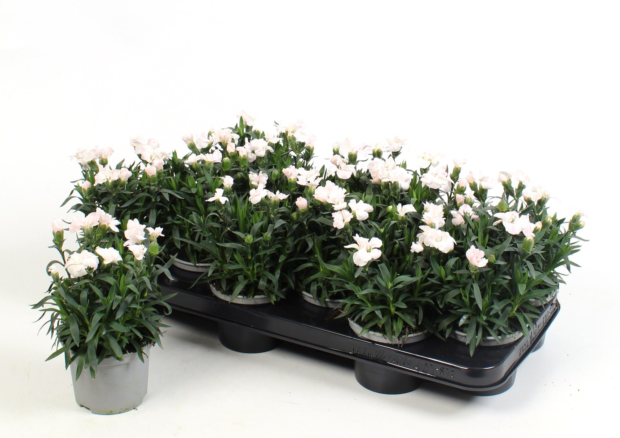 Dianthus Oscar White, D 10,5