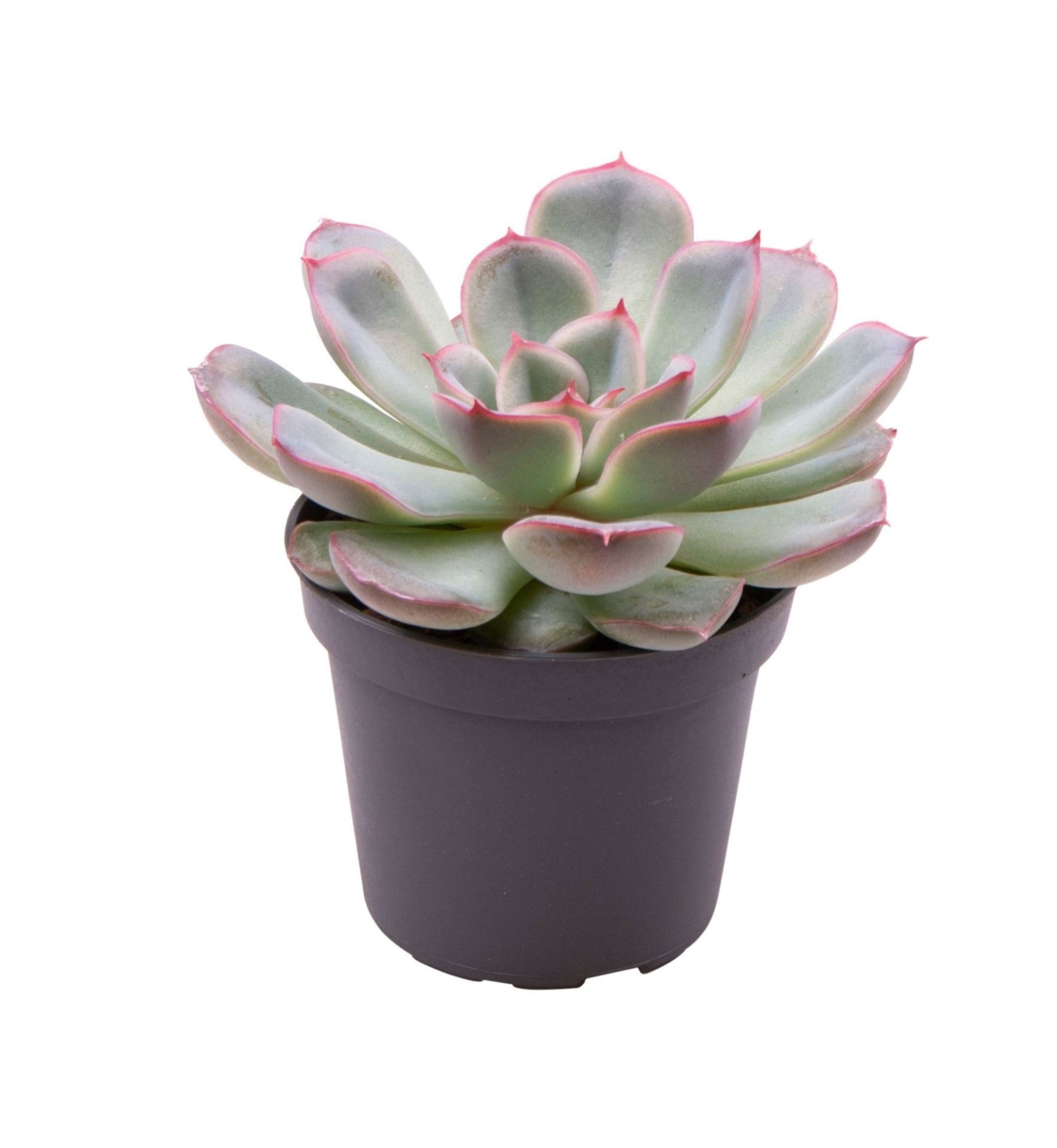 Echeveria Shira, D 6