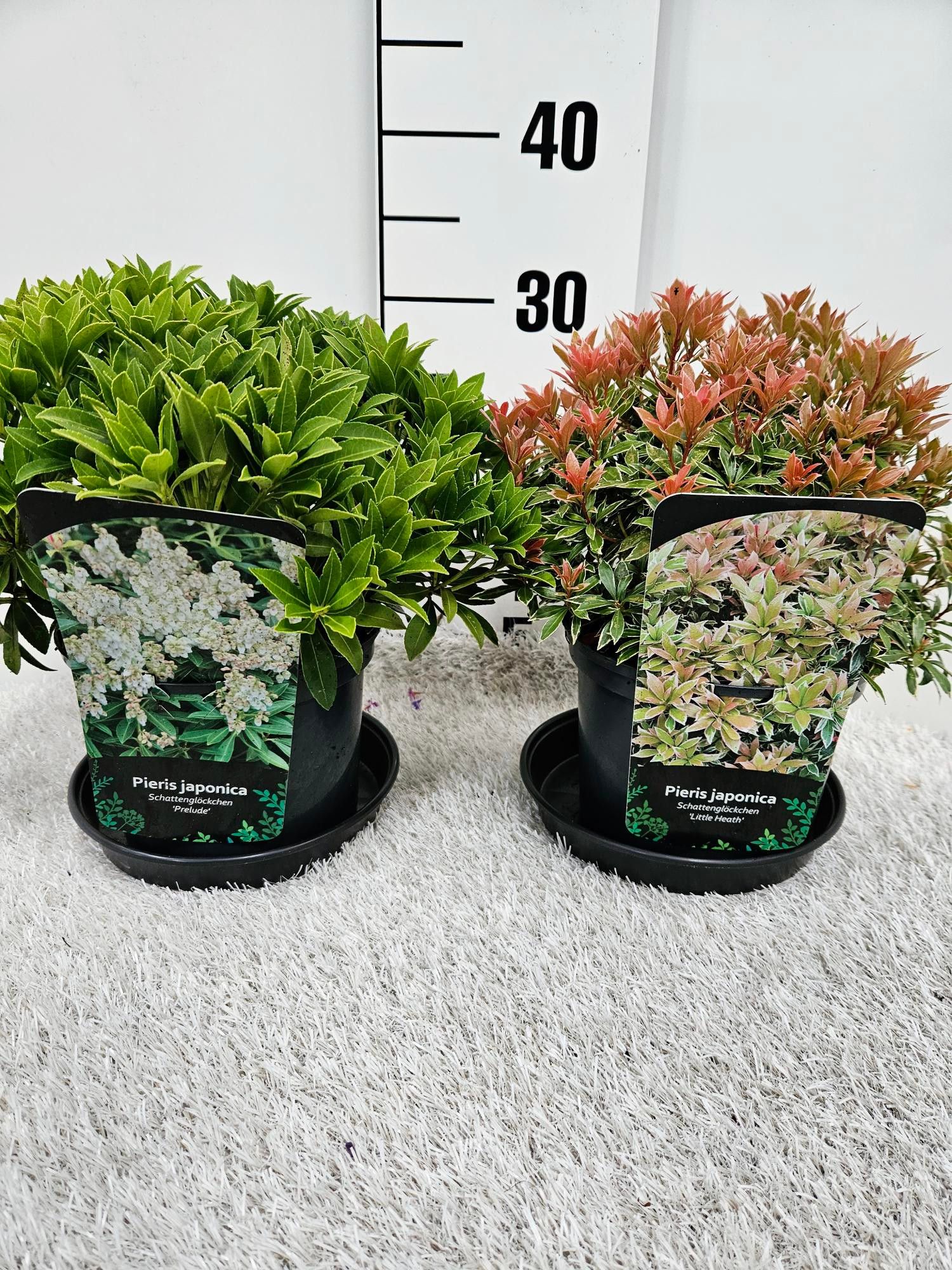 Pieris jap. in Sorten, D 17