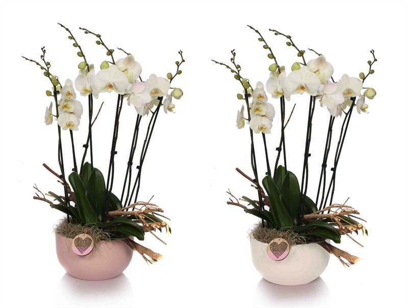 Schaal Lynn 26 cm pink/white Phal white 6T42+ ( 3 p.p. ), D 26