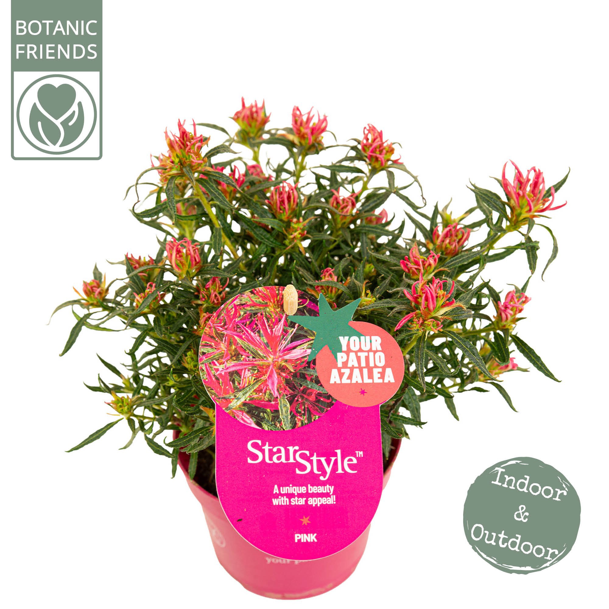 Azalea 'Starstyle Pink' ®, D 10,5