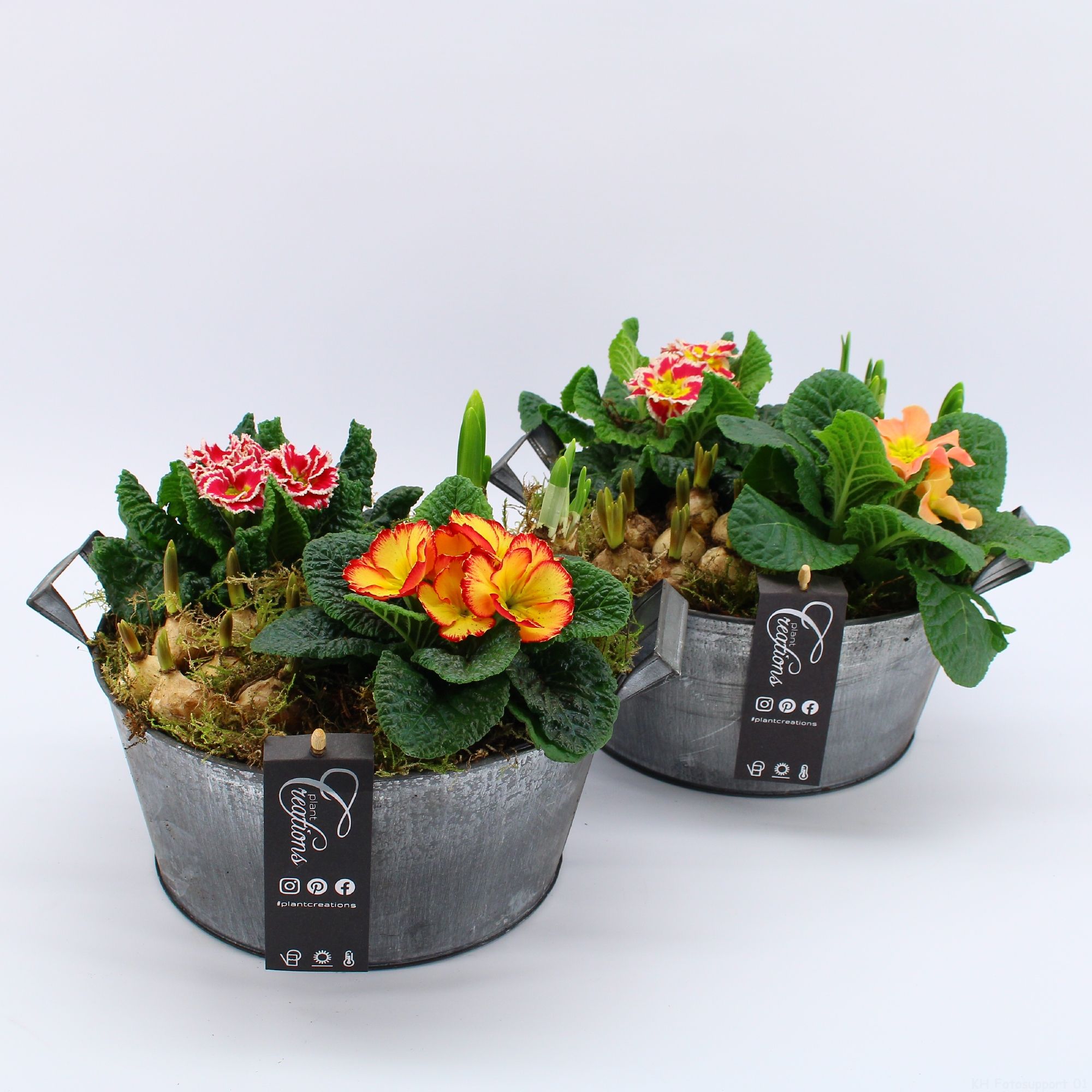 PMCR-2625 Primula creations, D 23