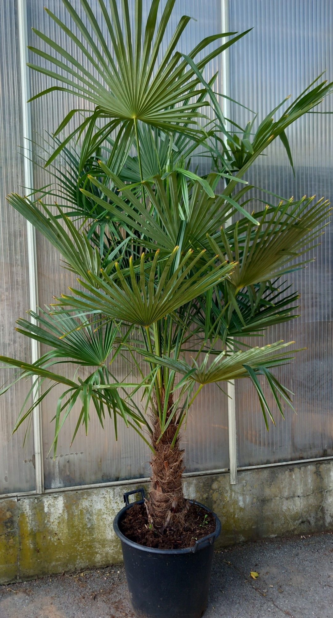 trachycarpus fortunei, D 35