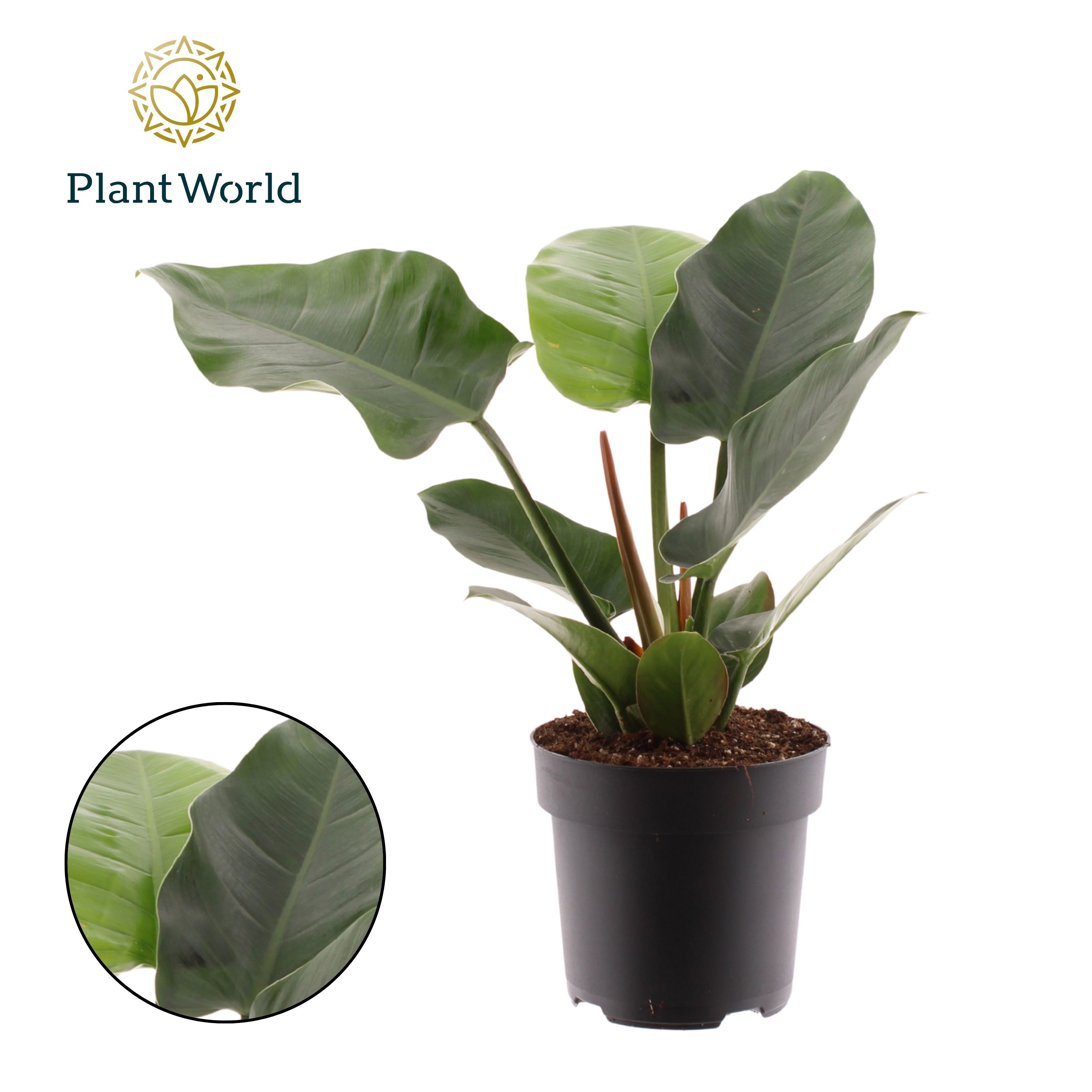Philodendron Imperial Green, D 19