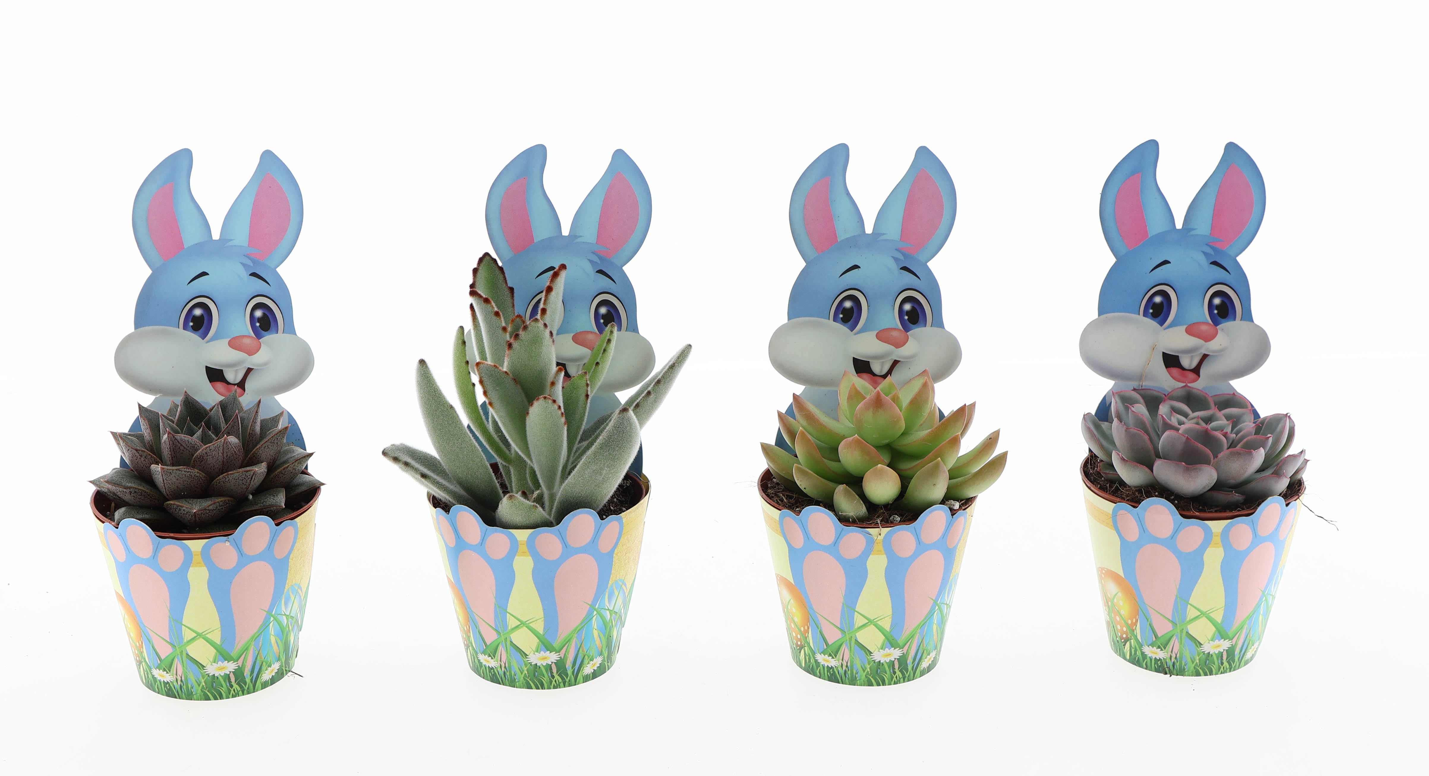 Potcover paashaas succulent mix, D 8,5