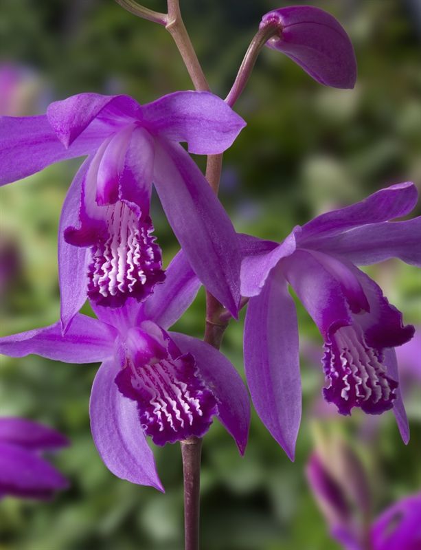 Bletilla striata, D 9