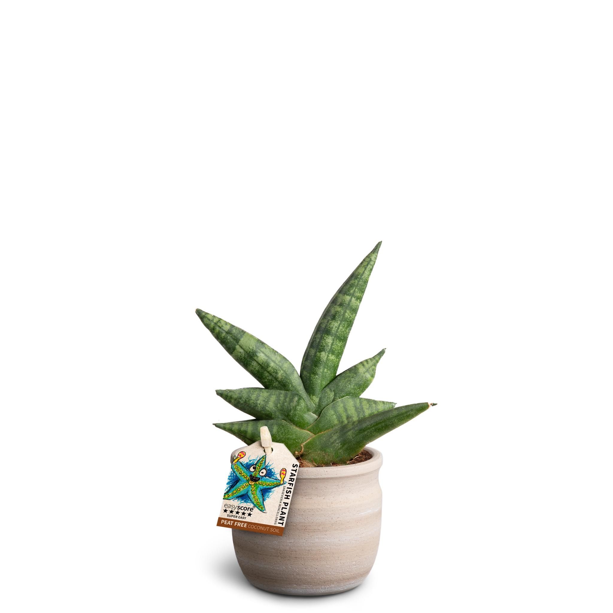 Maceta Sand, Boncellensis, D 7