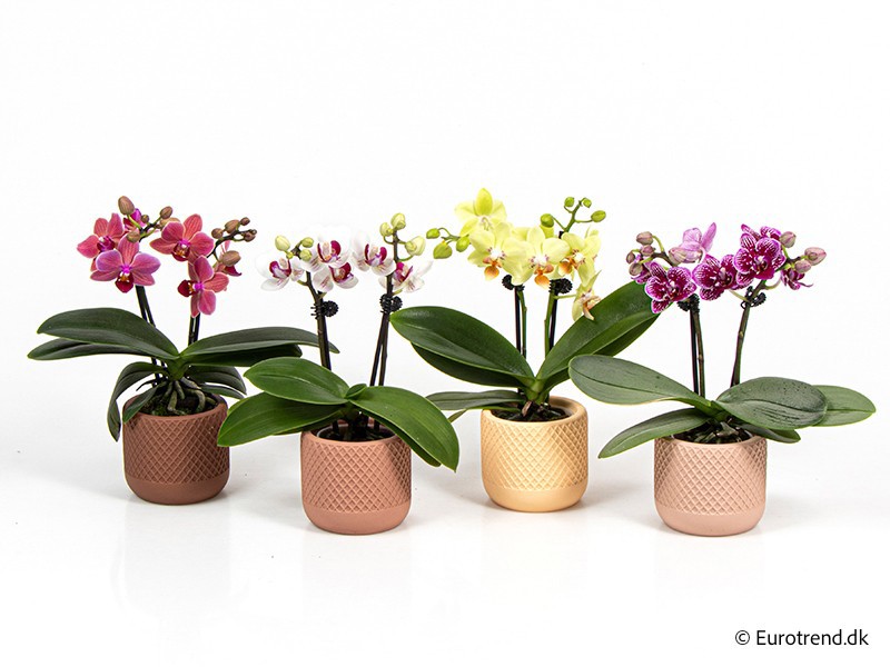 PHALAENOPSIS IN CERAMIC E 4222, D 6