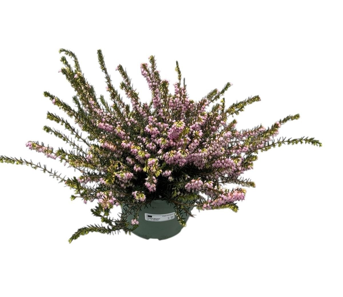 Erica Darleyensis 'Darley Dale', D 17