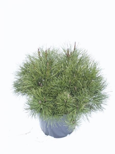 Pinus mugo mughus, D 23