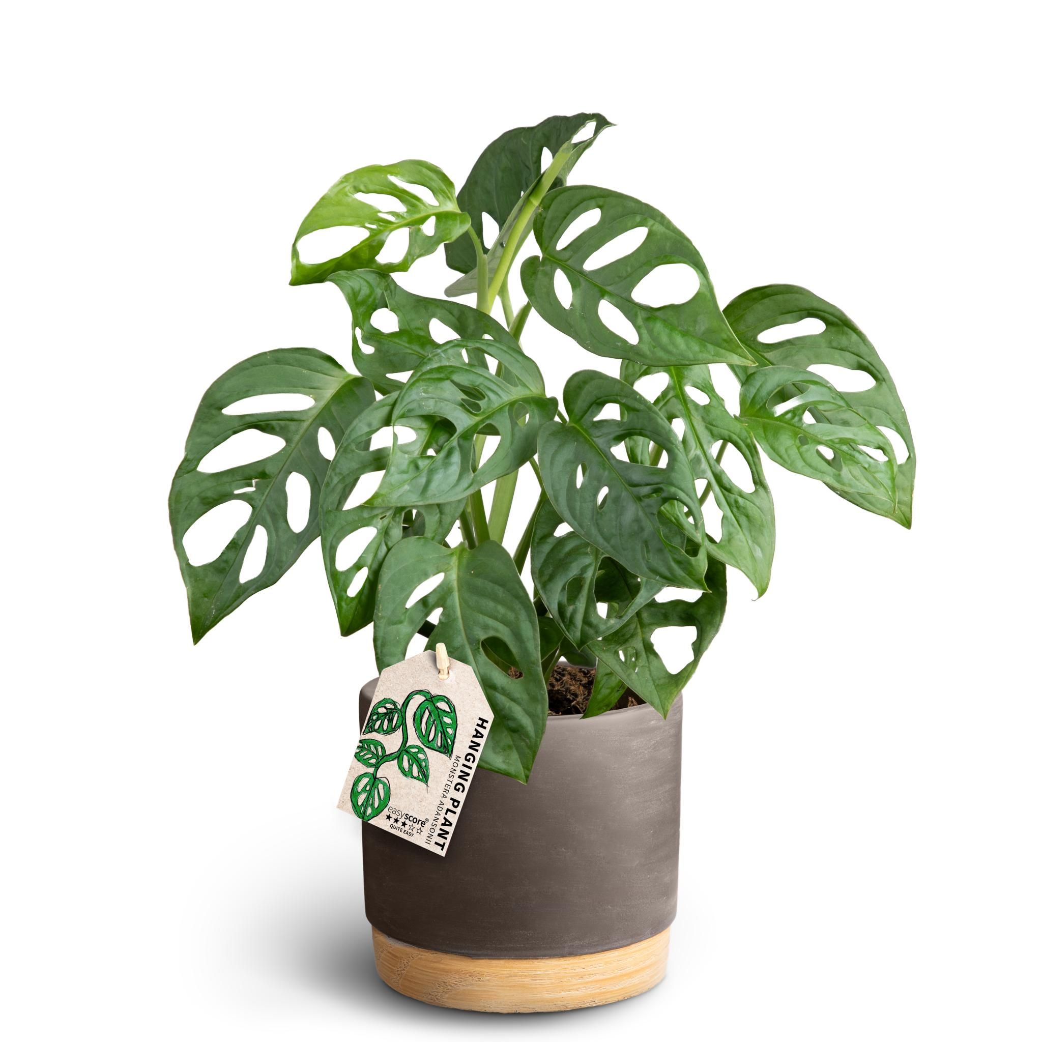 Woodbase Mocca, Monstera adansonii, D 12
