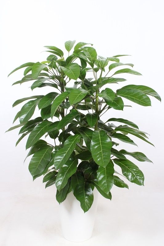 Schefflera actinophylla 'Amate' in Santorini "wit", D 29