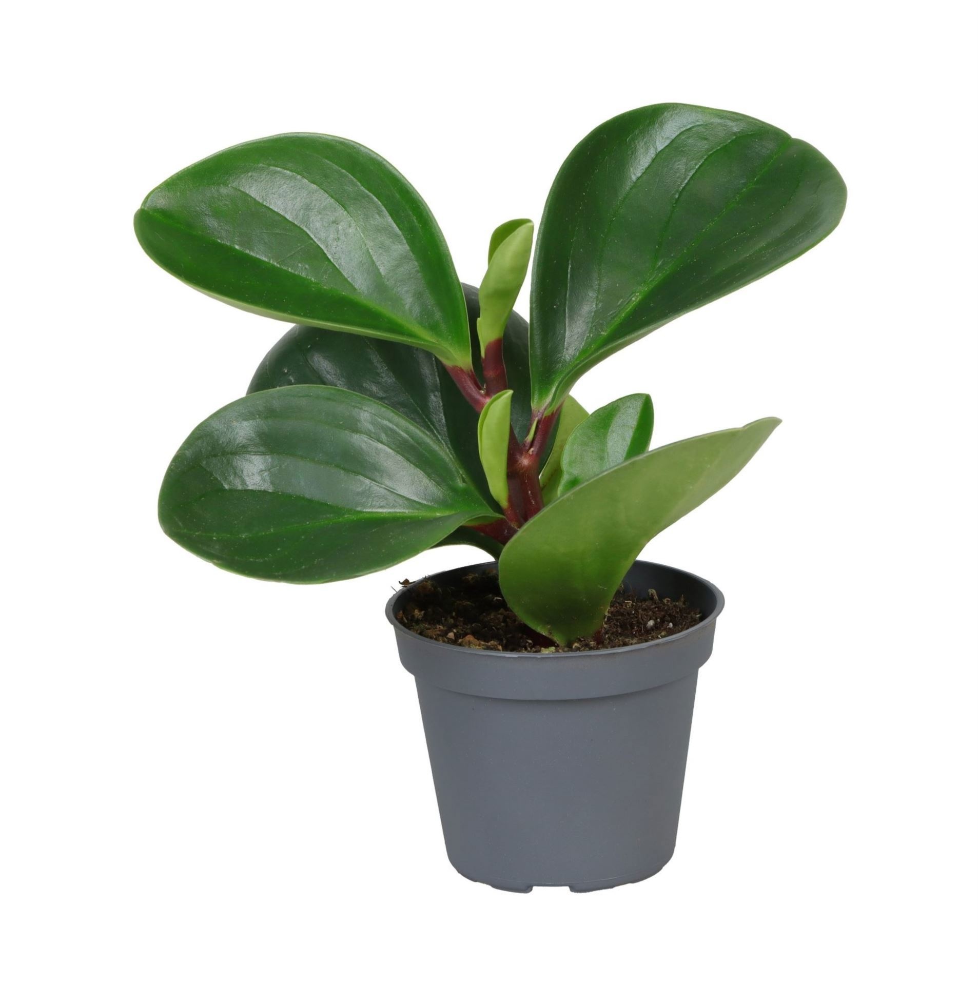 Peperomia Obtusifolia Red Canyon� 6 cm, D 6
