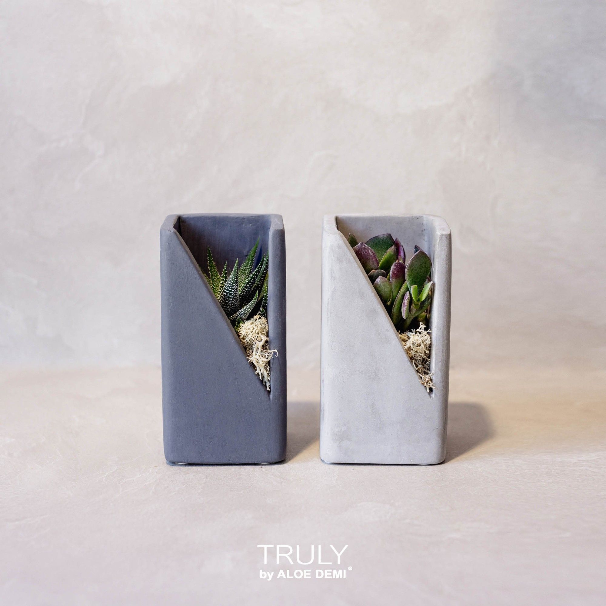 TRULY Succulent, Meles concrete moss, D 7