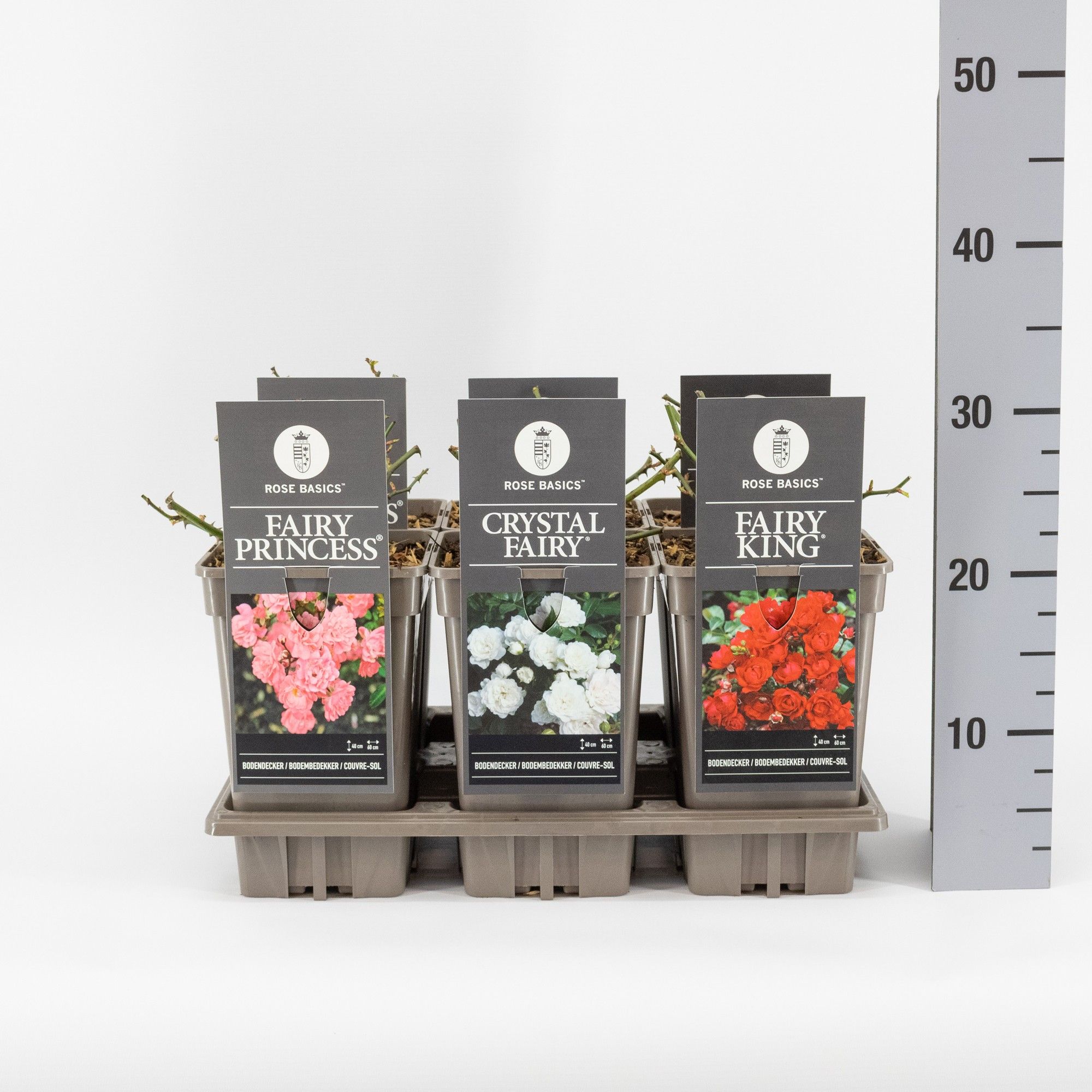 Rose Basics 'The Fairy' (P) mix, C3, D 17