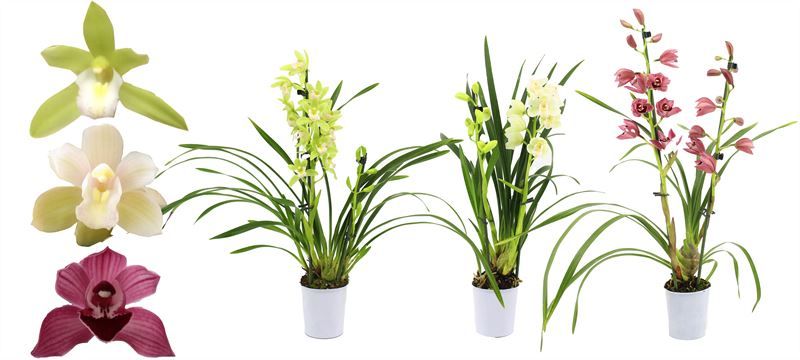 Cymbidium p09 mix 2T, D 9