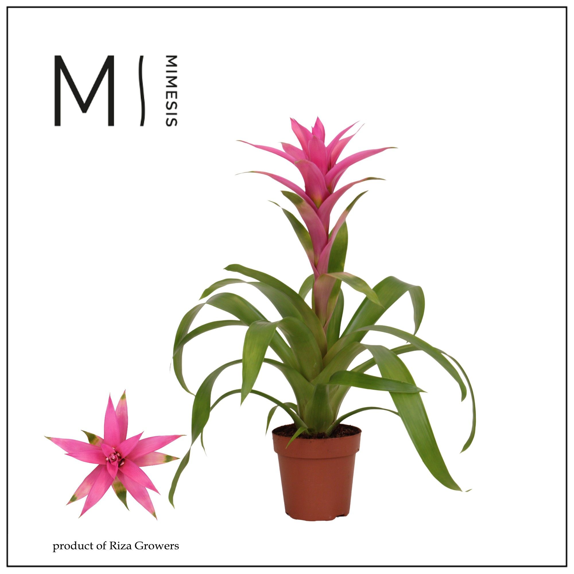 Guzmania Suerte Cerise - 12cm | Mimesis, D 12