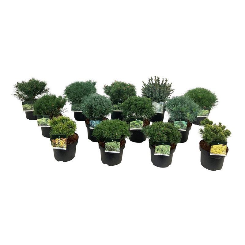 Mixlaag veredelde coniferen exclusief, D 21