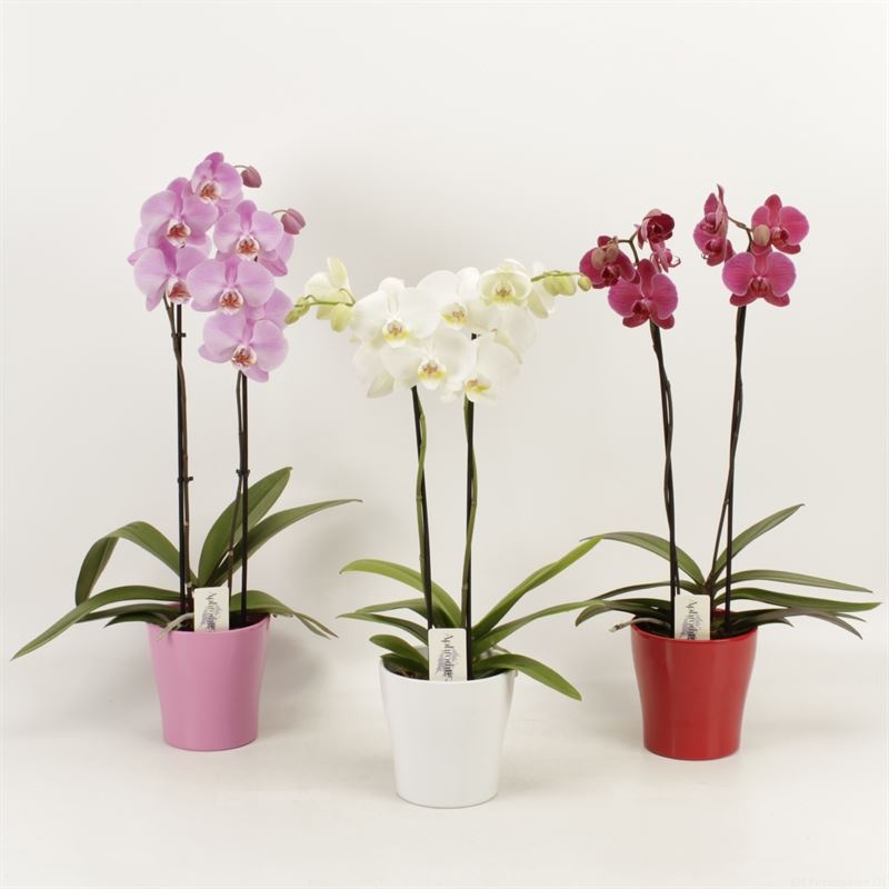 Phalaenopsis gemengd 2 tak mix Valentijn keramiek, D 12