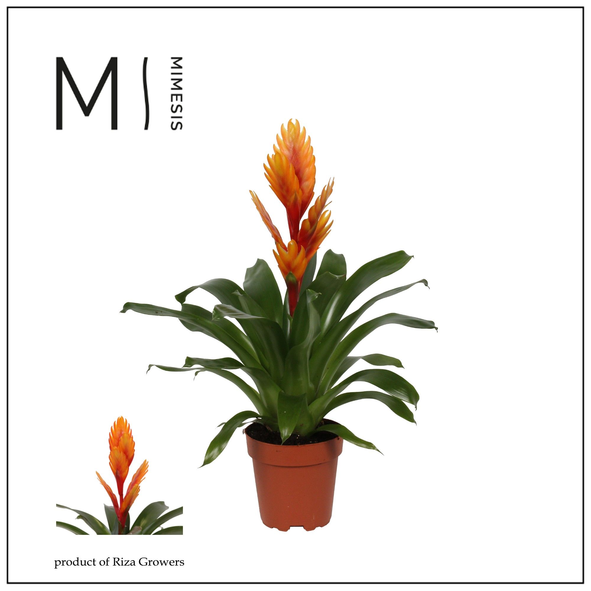 Vriesea Intenso Orange Flame - 12cm | Mimesis, D 12