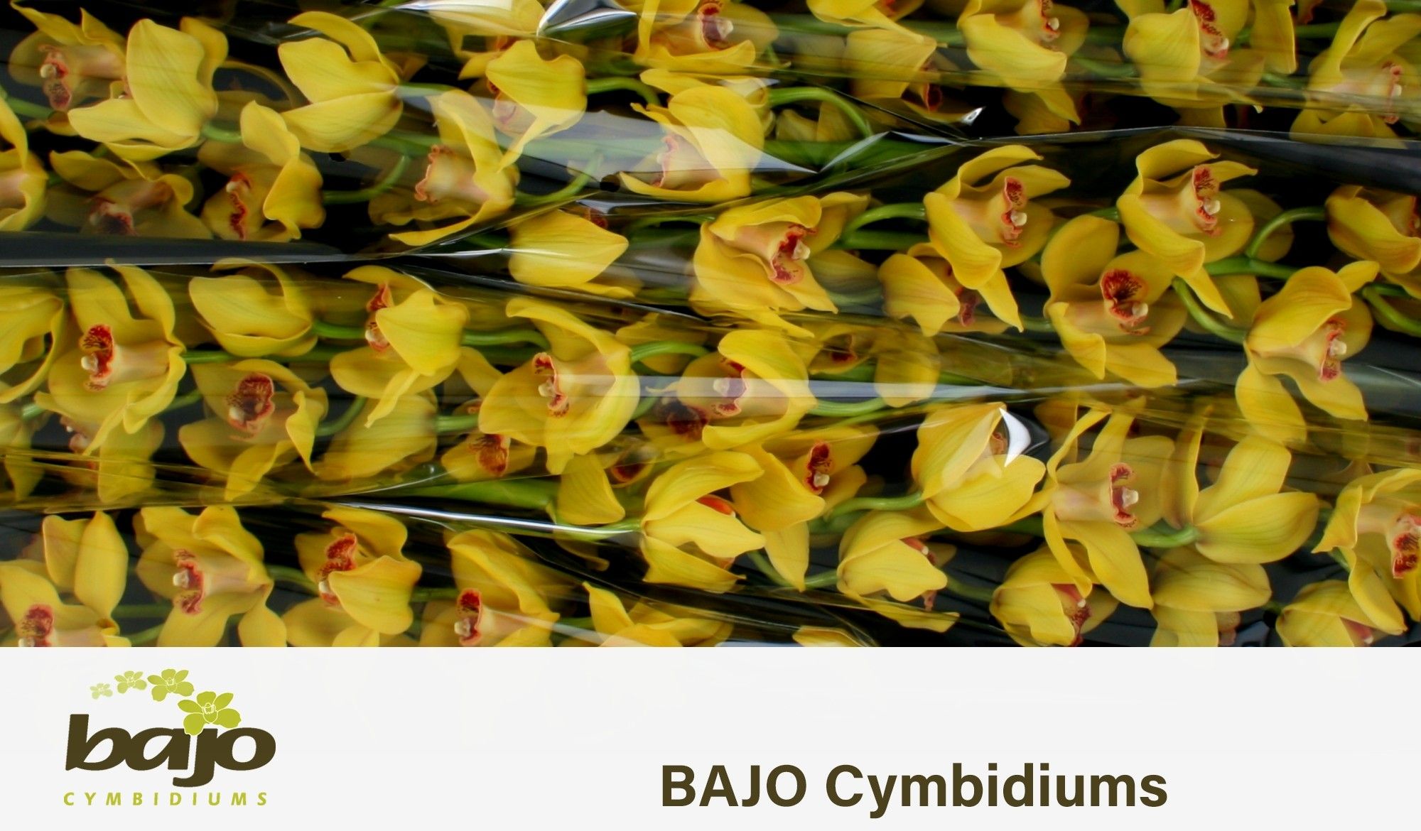 Цимбидиум Невада x6 80, шт.