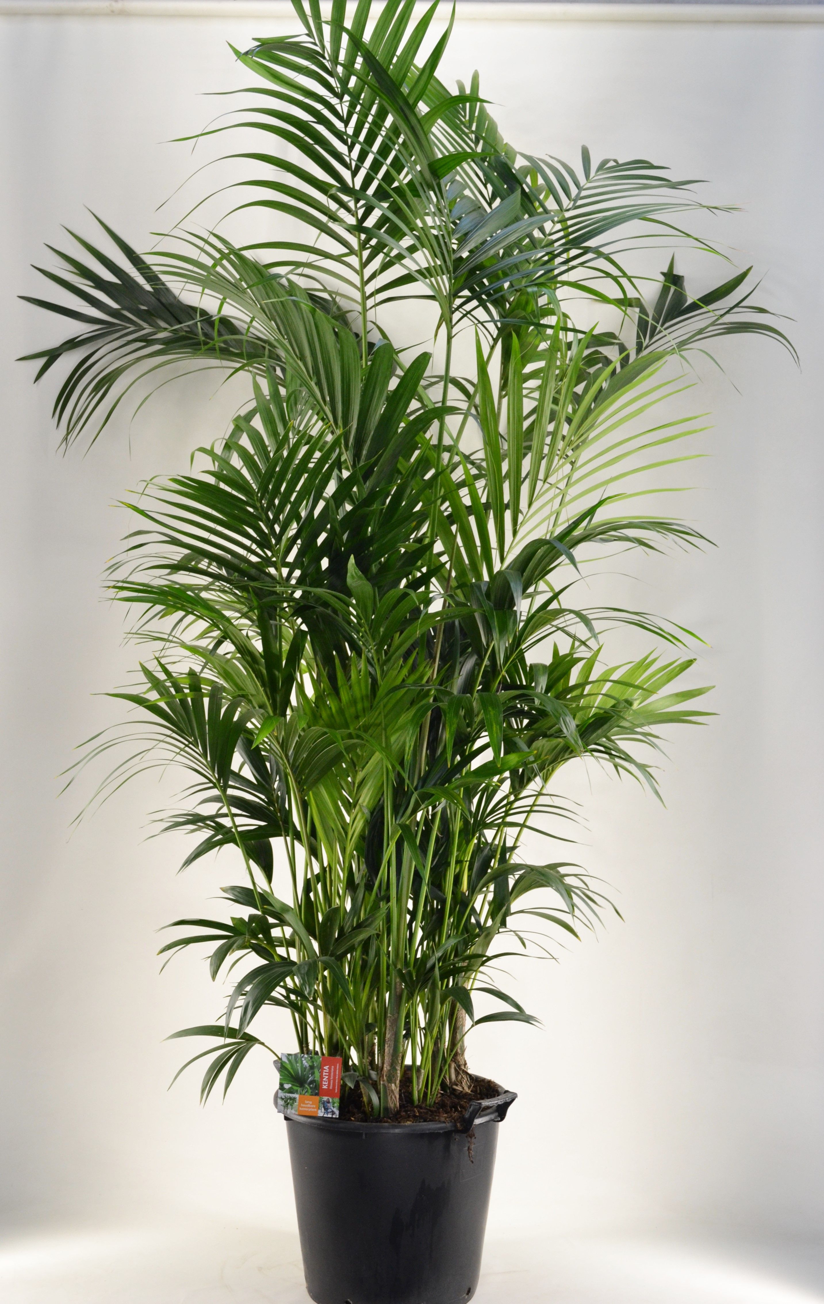 KENTIA - P44 H250 - 20PP (Howea forsteriana), D 44