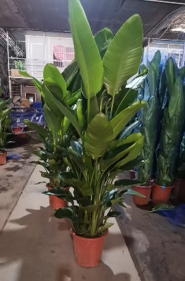 Стрелиция 26 165 (предзаказ)