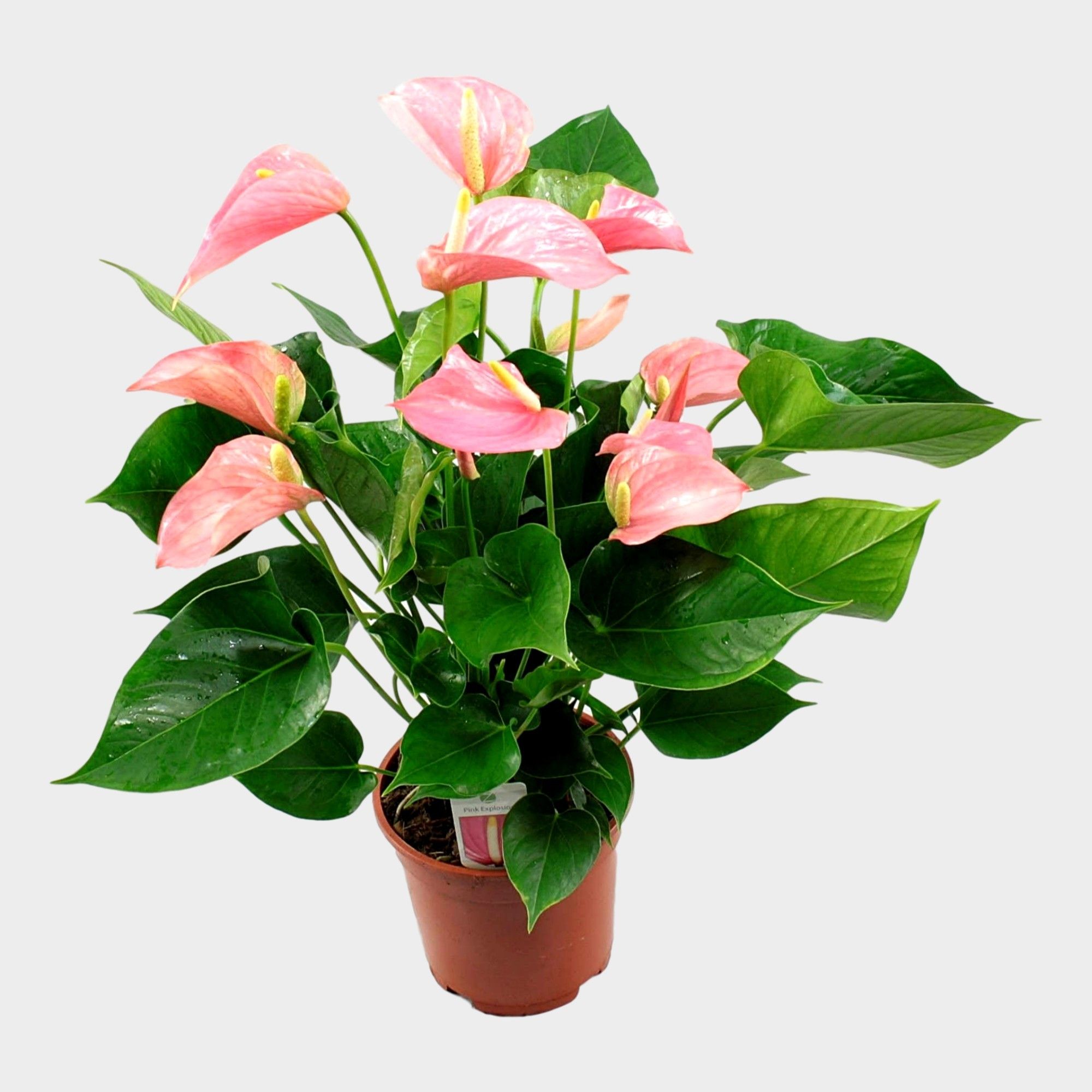 Anthurium 'Pink Explosion', D 17